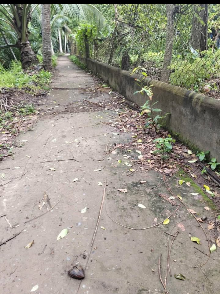 Đất vườn dừa Tân Thành Bình 9000m² giá 400 triệu - Tiềm năng sinh lời cao!