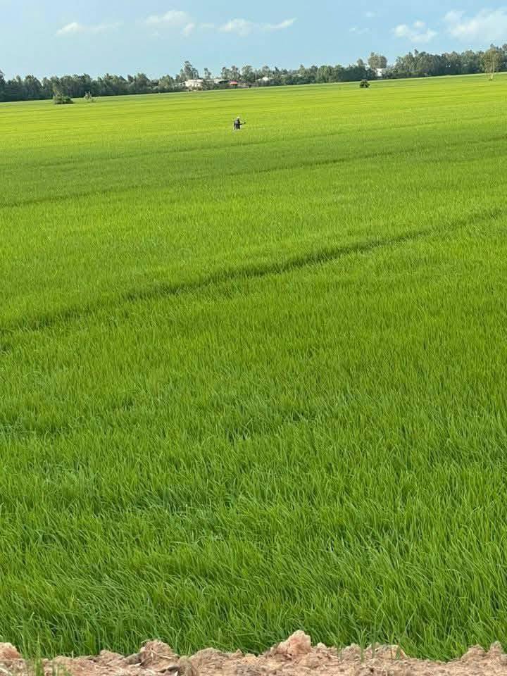 Đất nền Phú Hiệp, Tam Nông, Đồng Tháp 30.000m² giá 3.9 tỷ - Mặt tiền rộng, ô tô vào tận nơi!