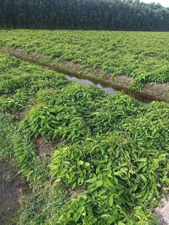 Đất thổ cư 5 công 3 tại Thủy Đông, Thạnh Hóa, Long An - Giá chỉ 580 triệu