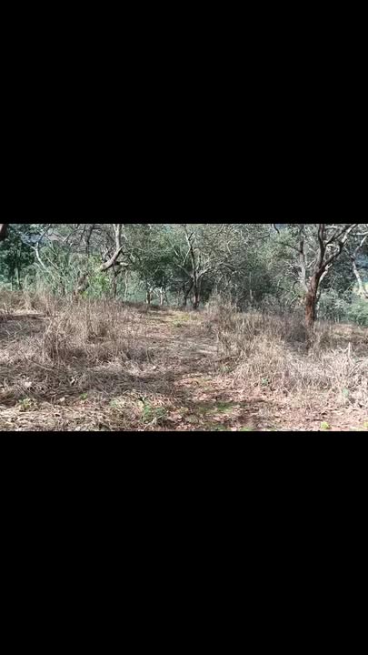 Đất nền Bù Đăng 2.1ha giá 4.5 tỷ - Đầu tư sinh lời tuyệt vời!