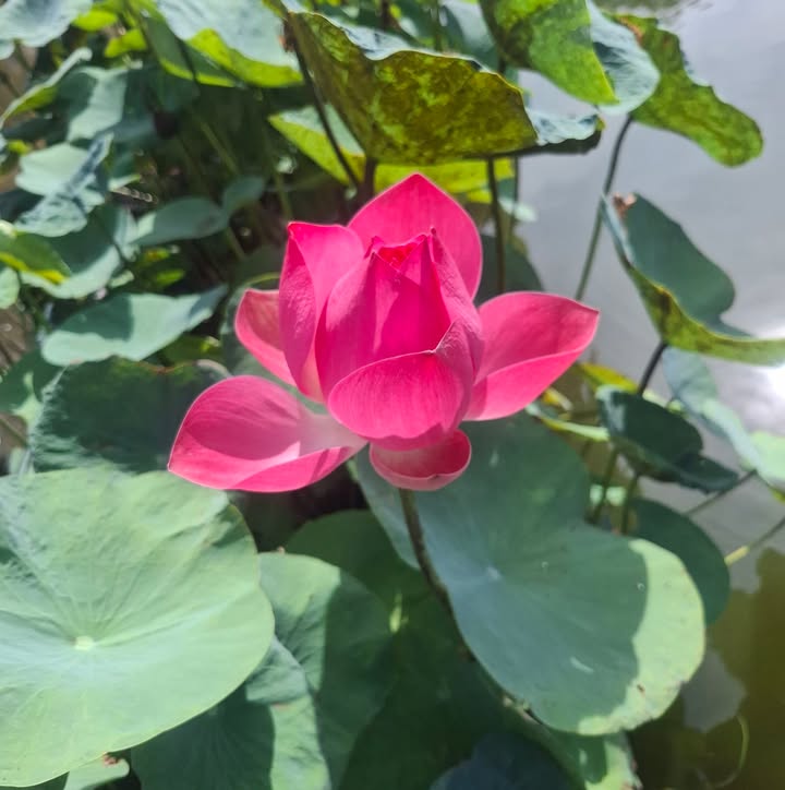 Đất thổ cư 1020m² tại Vĩnh Tân, Đồng Nai chỉ 2.1 tỷ - Đầu tư sinh lời tuyệt vời!