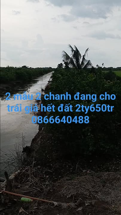 Đất nông nghiệp 20.000m² xã Tân Hiệp, Thạnh Hóa - Giá chỉ 2.65 tỷ!