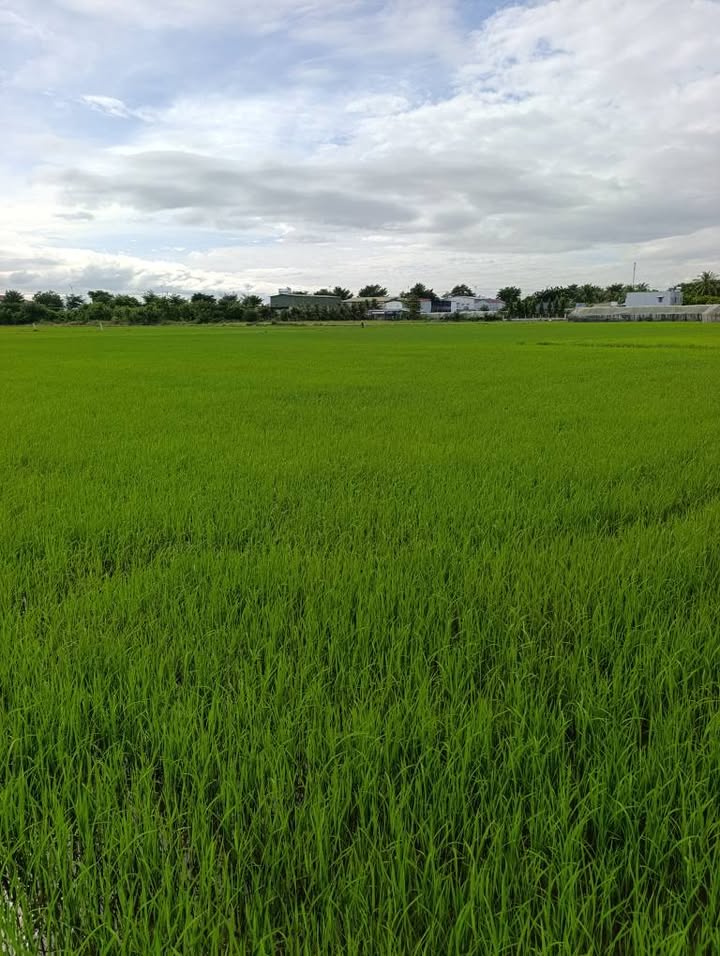 Đất nông nghiệp Ninh Phước, Khánh Hòa 5341m² giá 1.923 tỷ - Tiềm năng đầu tư cao!