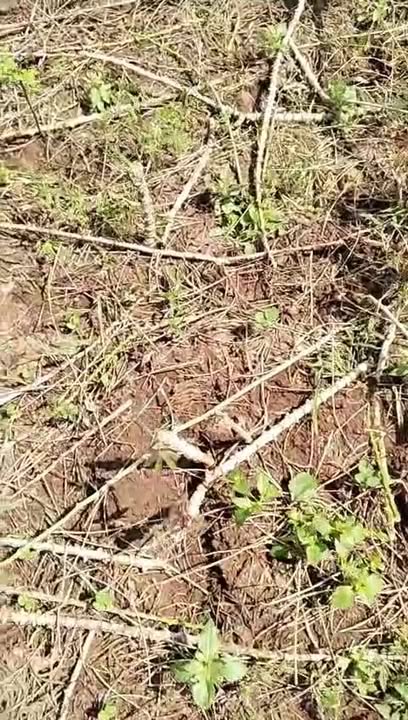 Đất nông nghiệp 3ha Sơn Phước, Sơn Hòa, Phú Yên giá 750 triệu - Cơ hội đầu tư hấp dẫn!