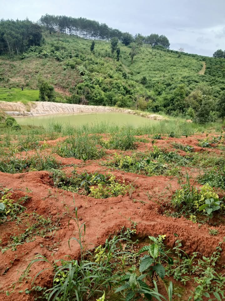 Farm 2,6ha tại xã Đắk Long, huyện Đắk Hà, giá 1 tỷ - Cơ hội đầu tư hấp dẫn!