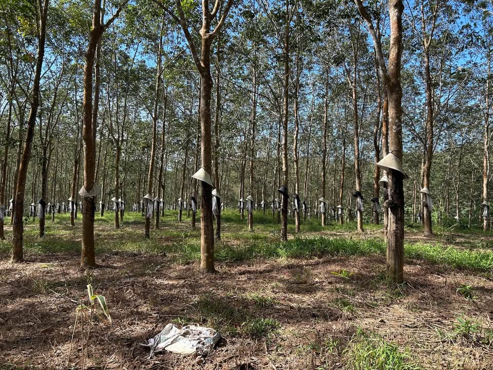 Đất nông nghiệp 3ha tại xã Kroong, Kon Tum - Pháp lý rõ ràng, giá thỏa thuận!