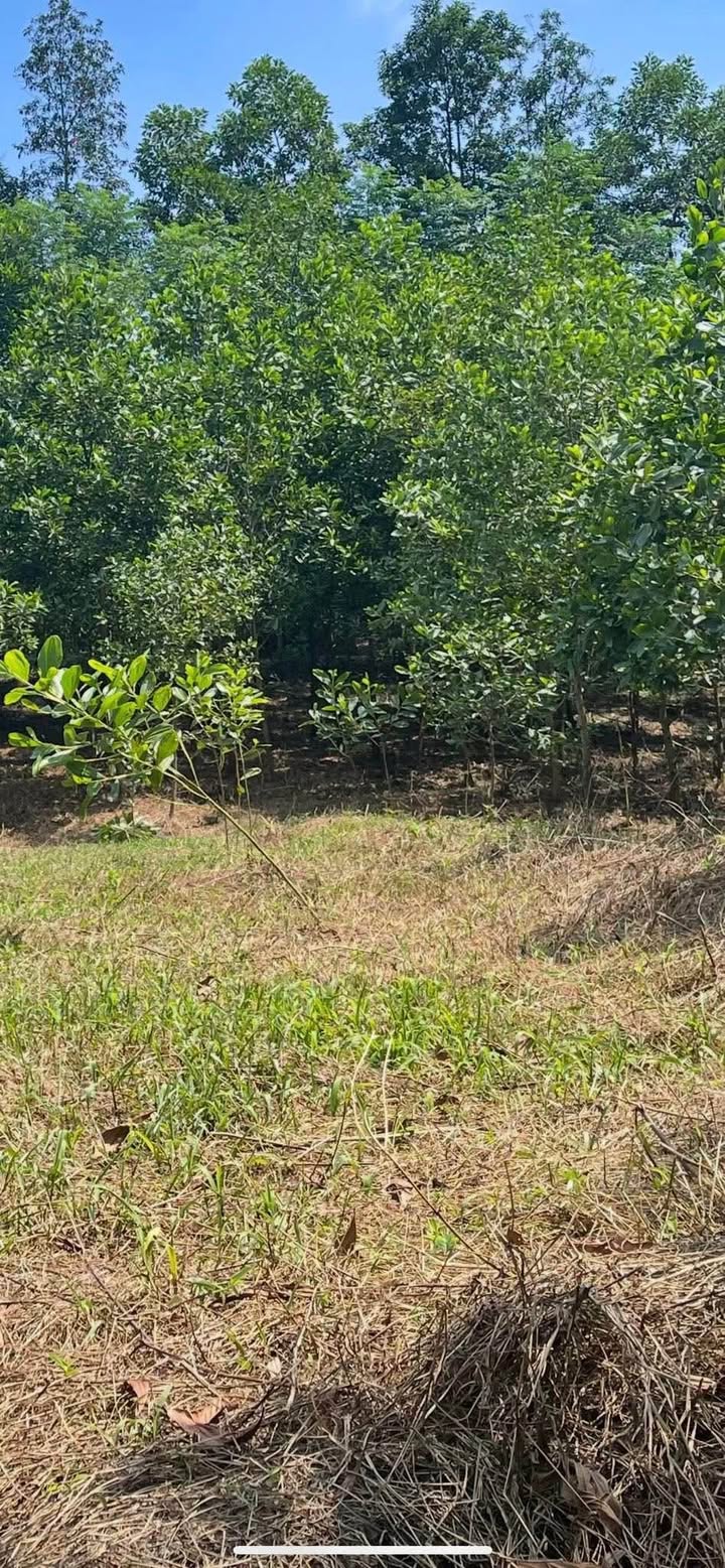 Đất 6400m² đẹp 2 mặt tiền tại La Bằng, Thái Nguyên - Cơ hội đầu tư hấp dẫn!