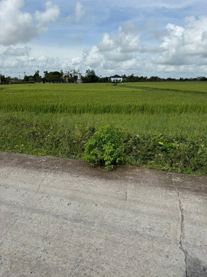 Đất thổ cư Thuần Thành, Thái Thụy 100m² giá 600 triệu - Cơ hội đầu tư hấp dẫn!