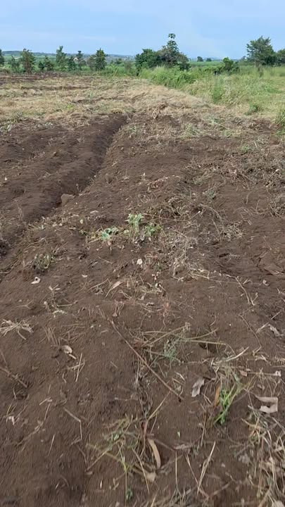 Đất rẫy 1,3 ha tại xã H Bông, Chư Sê, Gia Lai - Giá chỉ 295 triệu!