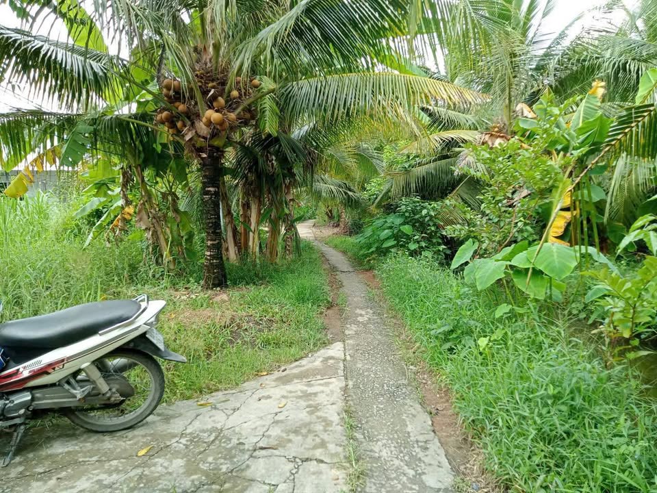 Nhà vườn 584m² xã Hòa Định, Chợ Gạo - Giá chỉ 650 triệu, sổ đỏ chính chủ!