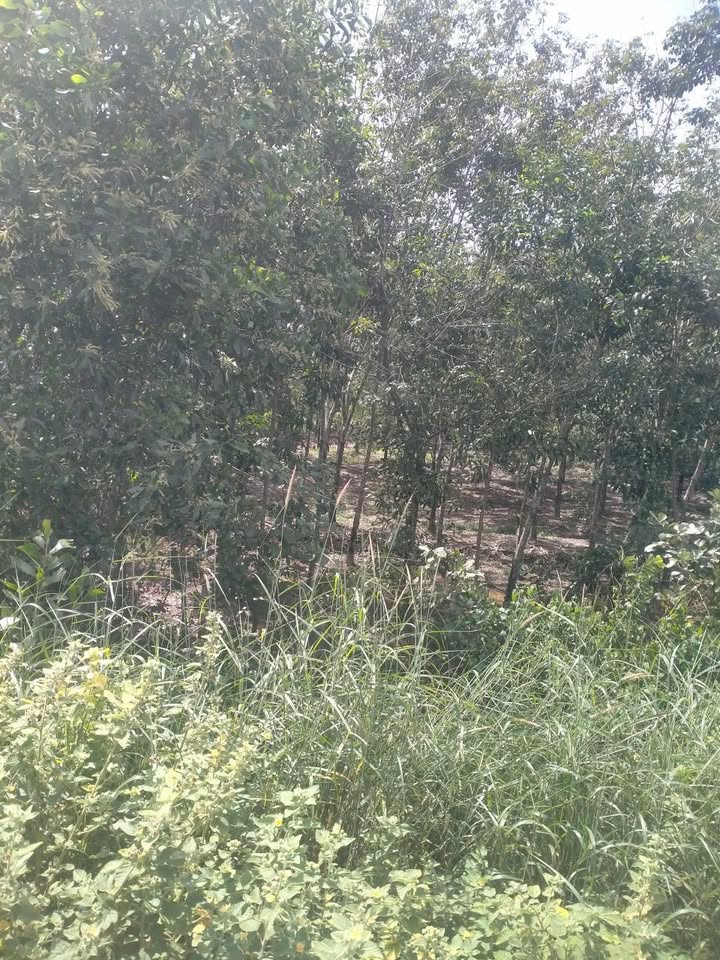 Đất nông nghiệp Tân Biên 24.000m² giá 1.5 tỷ - Cơ hội đầu tư sinh lời!