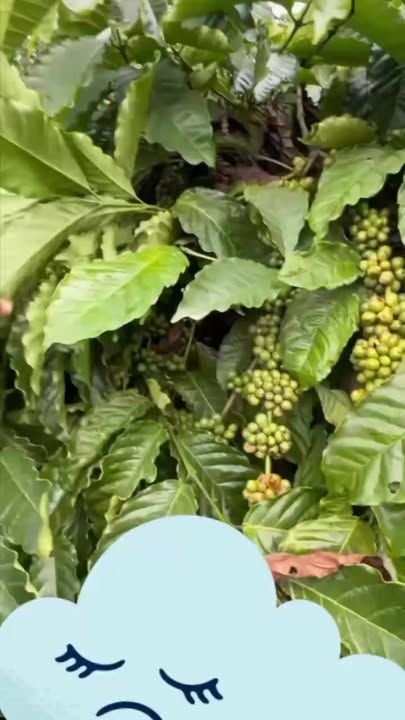 Đất nền thôn 8, xã Ea Hiao, huyện Ea H'leo 10.000m² giá 3 tỷ - Sổ đỏ chính chủ!