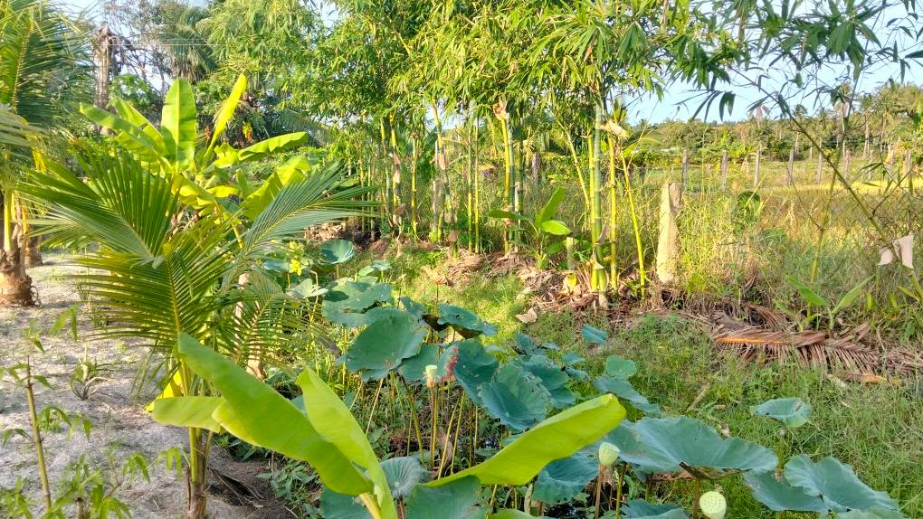 Đất vườn đẹp tại Hàm Đức 5040m² giá 380 triệu - Sổ hồng riêng, sẵn sàng đầu tư!