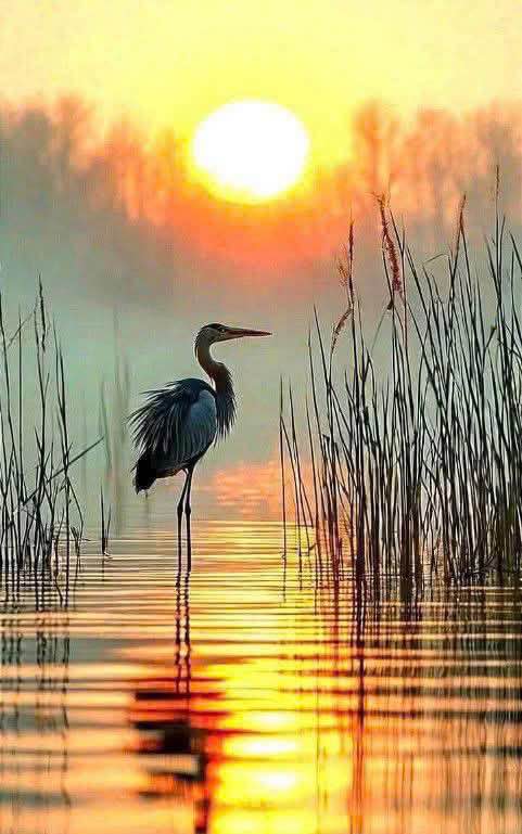 Đất thổ cư Phú Hội, Đức Trọng 155m² giá 1,2 tỷ - Vị trí thuận lợi cho đầu tư!