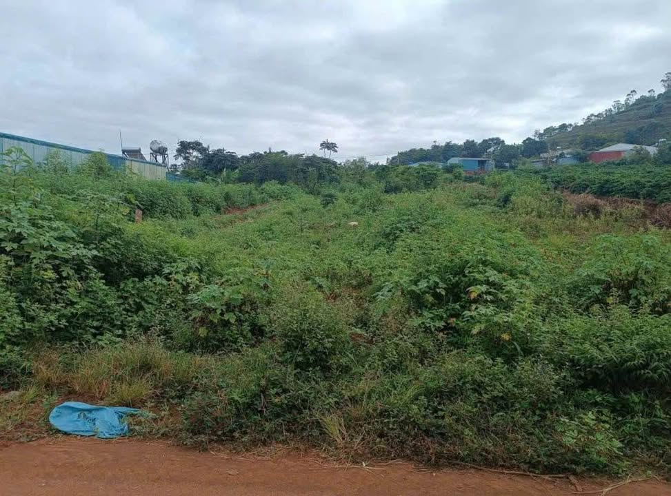 Đất thổ cư 500m² mặt tiền đường Lý Chính Thắng, giá 2.3 tỷ - Cơ hội đầu tư hấp dẫn!