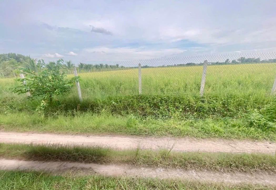 Đất lúa 1000m² tại Đồng Khởi, Châu Thành - Giá 155 triệu, cơ hội đầu tư tốt!