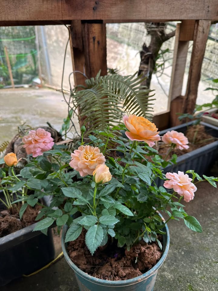 Đất nền phường Lang Biang Đà Lạt 135m² giá 1.4 tỷ - View đẹp, pháp lý rõ ràng!