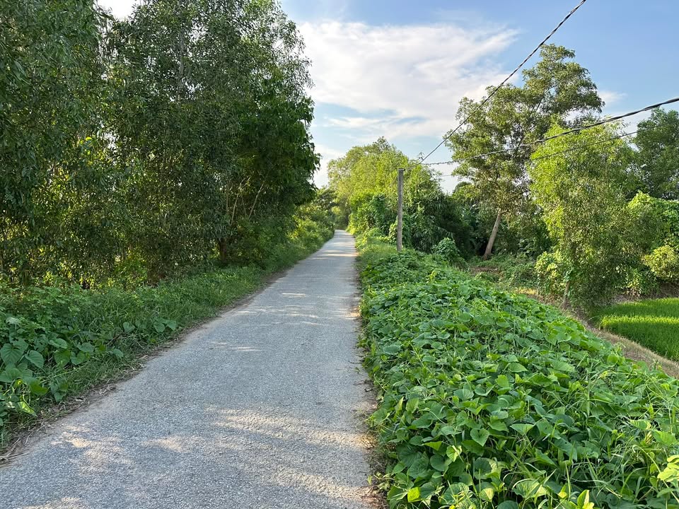 Đất ruộng 3.600m² ở Tân Hộ Cơ, Tân Hồng - Giá chỉ 496.8 triệu