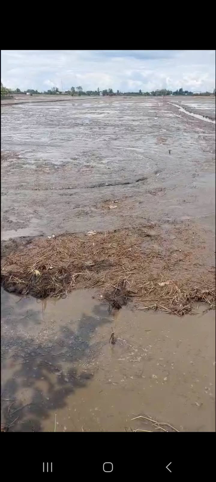 Đất ruộng 8 công lớn tại Ba Sao, Cao Lãnh - Giá 2.264 tỷ - Đầu tư sinh lời cao!