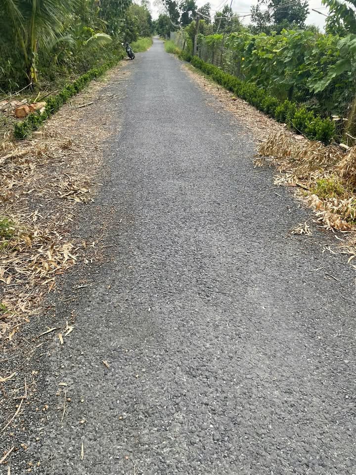 Farm 6.5 công Phú Điền 2.7 tỷ - Đầu tư sinh lời, cây mít cho trái nhiều!