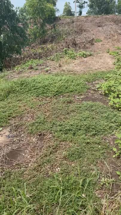 Đất ruộng lúa 3 vụ Phú Đức, Tam Nông, Đồng Tháp 36.000m² - Giá tốt, thương lượng ngay!