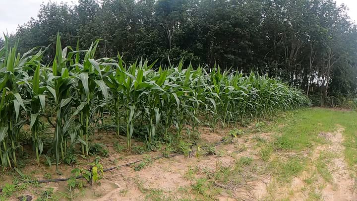 Farm 1,1 héc tại xã Ea Păl, Đắk Lắk - Giá thương lượng hấp dẫn!