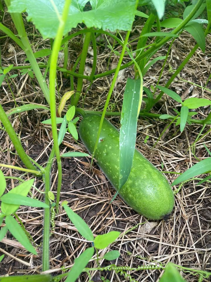 Đất nền Cư Huê, Ea Kar 300m² giá 720 triệu - Sổ đỏ chính chủ, cơ hội đầu tư hấp dẫn!