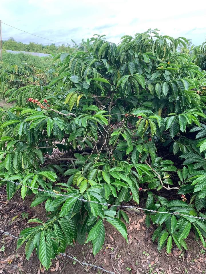 Farm 2300m² tại Hòa Tiến, Krông Pắc giá 620 triệu - Sổ đỏ chính chủ!