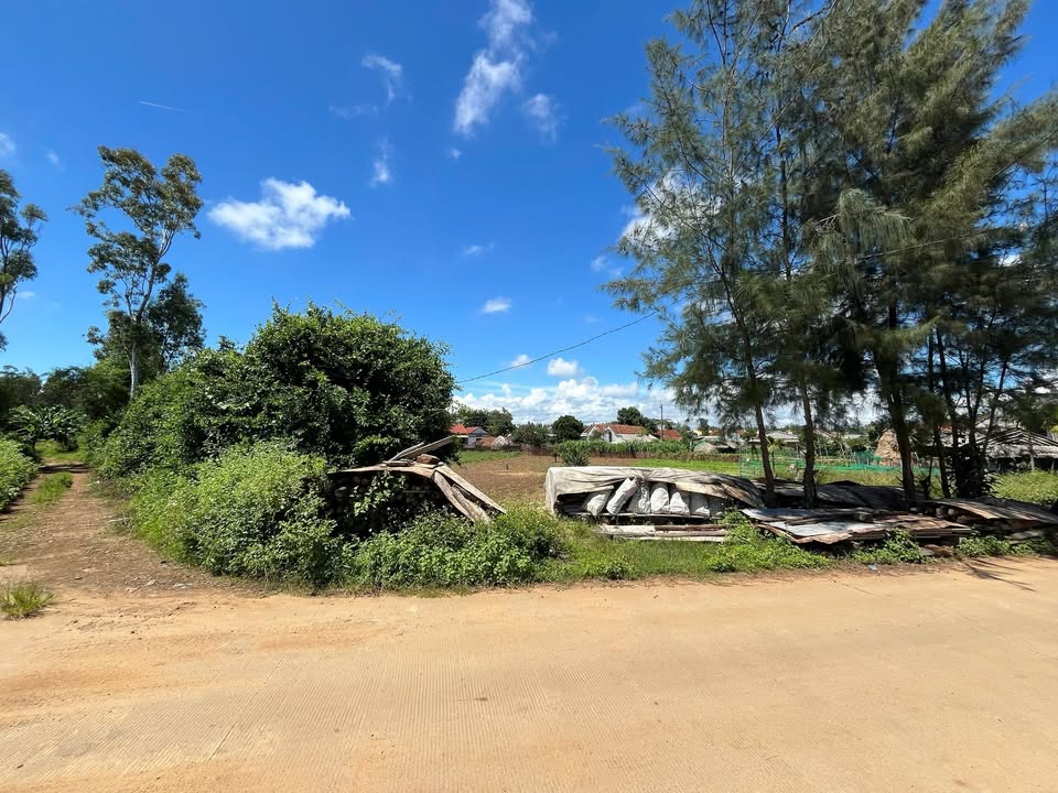 Đất thổ cư 303m² thôn Châu Thuận Nông, Bình Châu - Giá chỉ 1,2 tỷ!