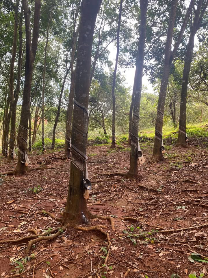 Đất Farm 3,5ha tại Phú Trung, Phú Riềng giá 4,5 tỷ - Gần suối, xe hơi vào tận nơi!