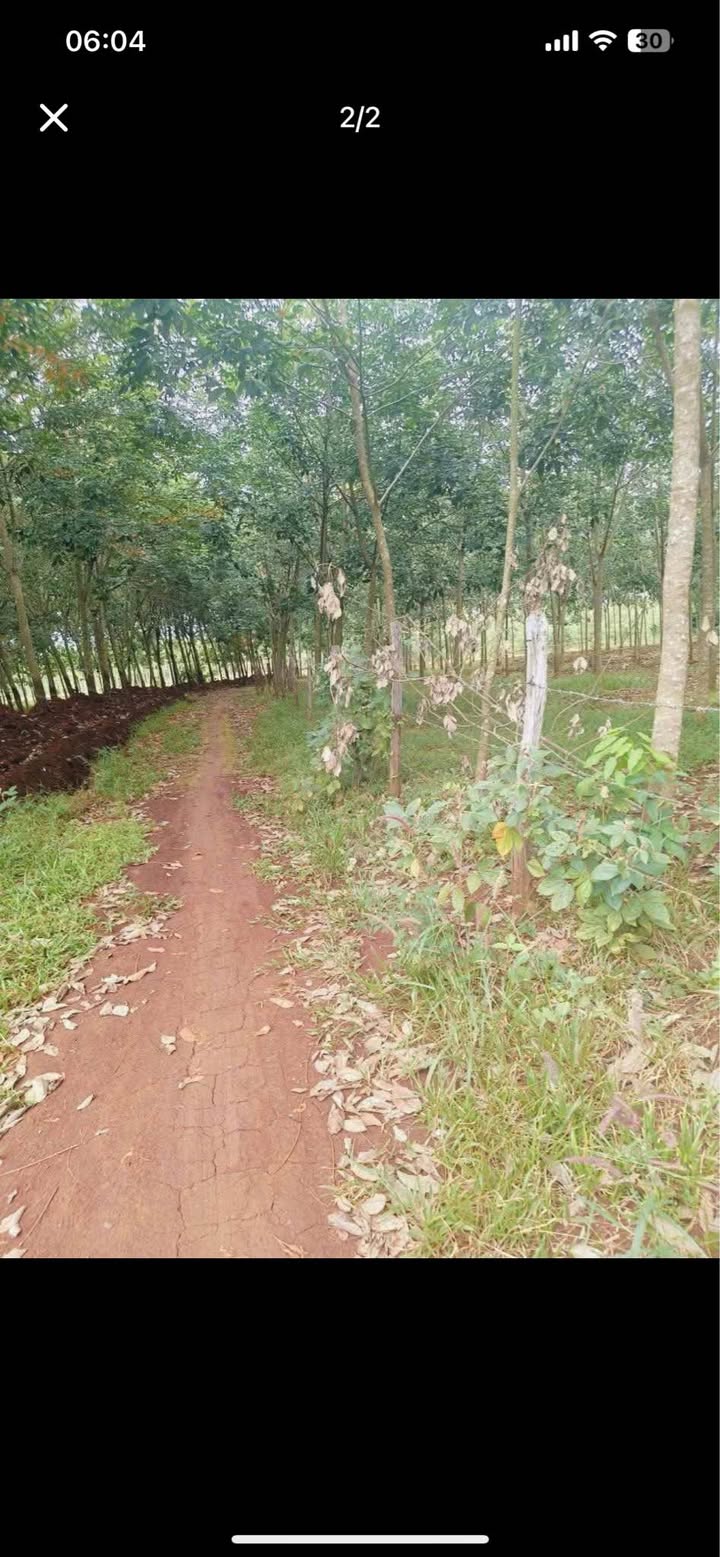 Đất nông nghiệp Hớn Quản 10,000m² giá 2.8 tỷ - Đường đất đỏ Bazan rộng rãi!