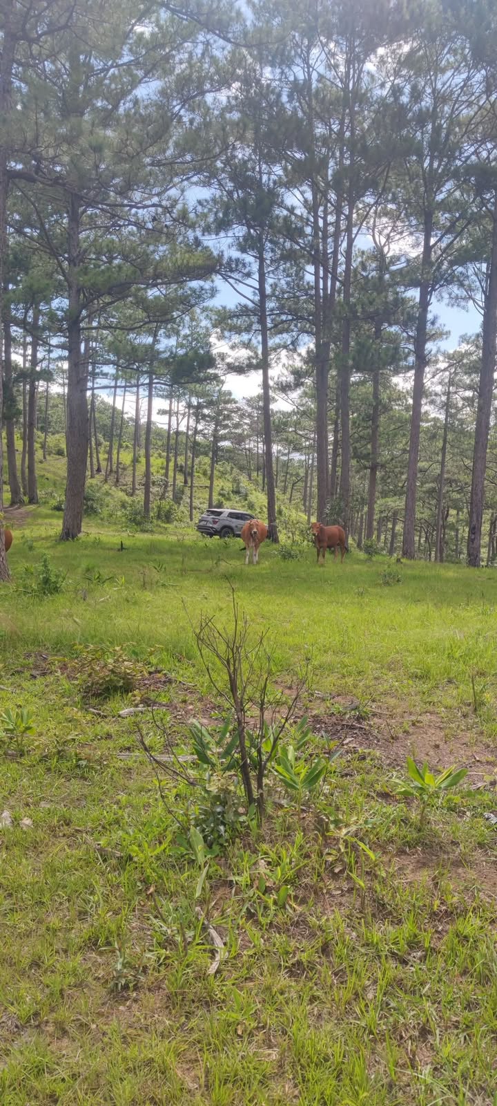 Lô đất nông nghiệp 5.000m² tại Lạc Dương, Lâm Đồng - Giá chỉ 1.8 tỷ!