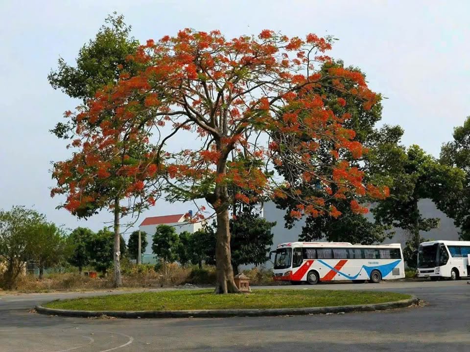 Đất nền KDC Hoàng Long Bến Lức 92m² giá 1.84 tỷ - Đầu tư sinh lời ngay!