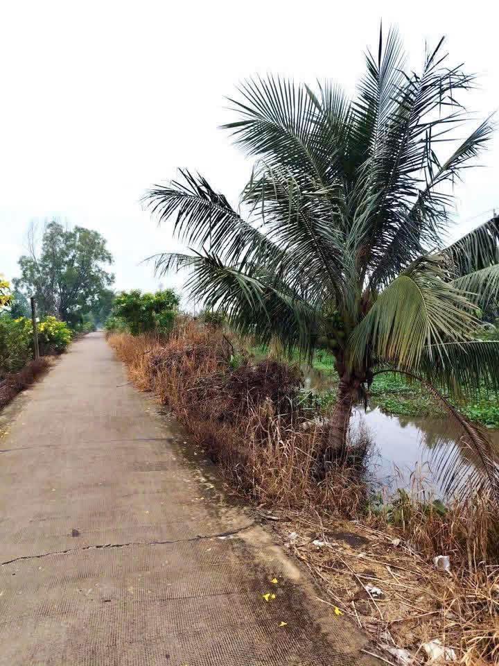 Đất vườn 840m² xã Thạnh Hòa, Bến Lức, giá chỉ 1.92 tỷ - Sổ hồng riêng, đầu tư sinh lời!