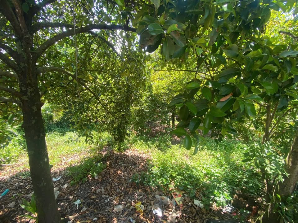 Đất vườn Phú Thọ Thủ Dầu Một 1390m² - Chỉ cần thỏa thuận giá tốt cho nhà đầu tư!