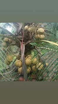 Đất vườn dừa 4000m² tại xã Bình Thành, Bến Tre - Giá chỉ 1.68 tỷ VND!