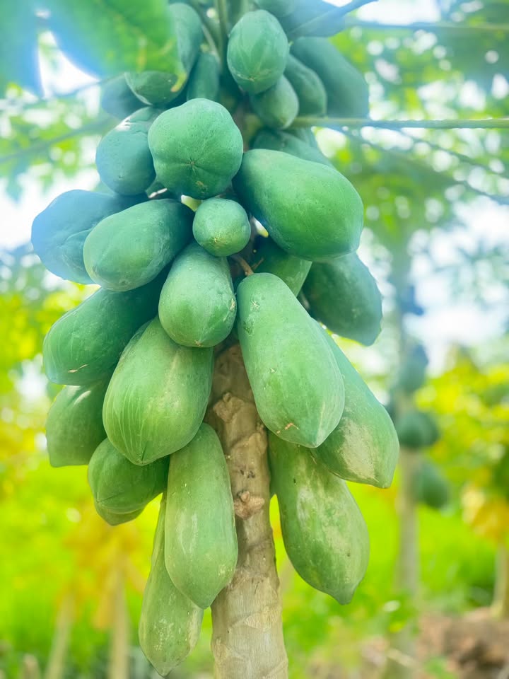 Đất lúa 2 công xã Nhựt Chánh - Bến Lức 3.3 tỷ - Sổ hồng riêng chính chủ