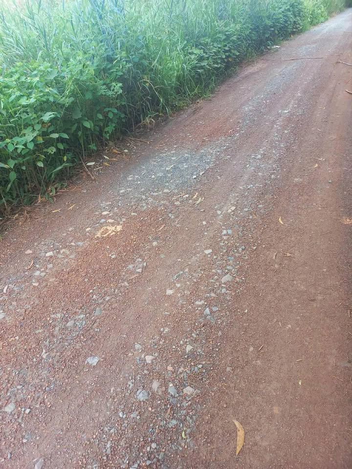 Đất thổ cư 515m² mặt tiền đường đê bao tại Bình Quới, Châu Thành - Giá chỉ 3.7 tỷ