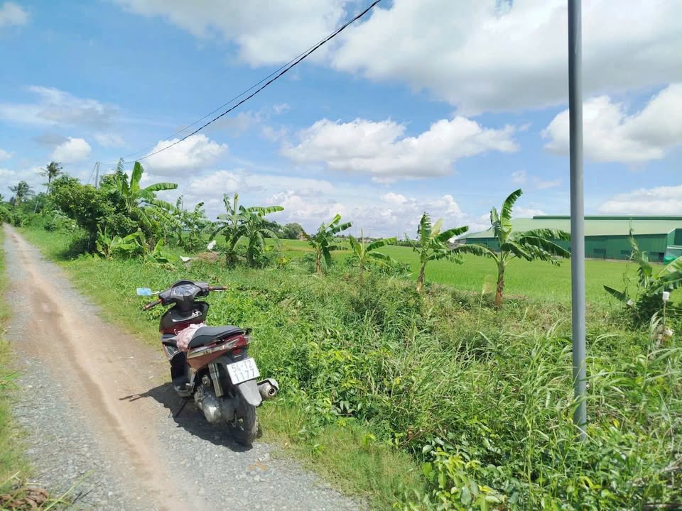 Đất Lúa 1000m² Tại Xã Tân Trụ, Long An - Giá 850 triệu, Tiềm Năng Tăng Trưởng!