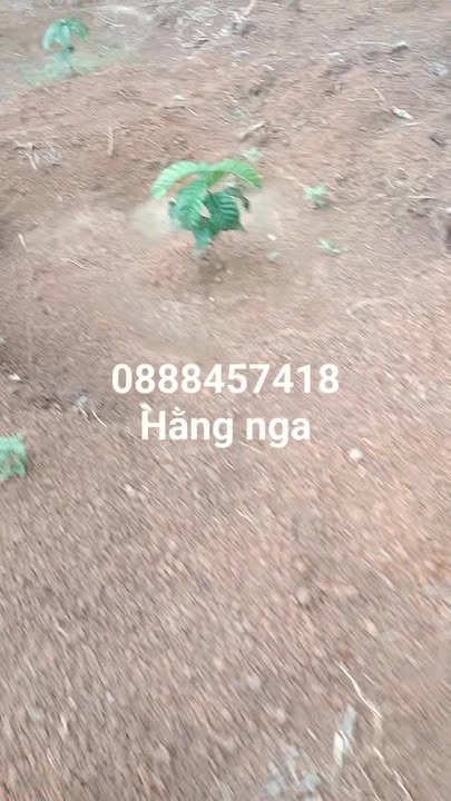 Đất nông nghiệp Hòa Phong, Krông Bông 14,4ha giá 1,812 tỷ - Sổ hồng chính chủ!