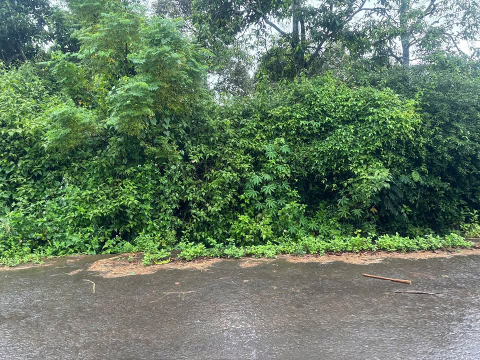 Đất nhà vườn Phường Tân Lập 500m² giá 2.3 tỷ - Đầu tư sinh lời ngay!