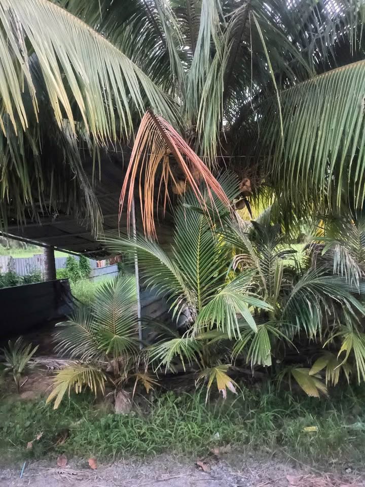 Đất thổ cư xã Phú Thuận Bình Đại 774m² giá 2.5 tỷ - Đầu tư sinh lời ngay!