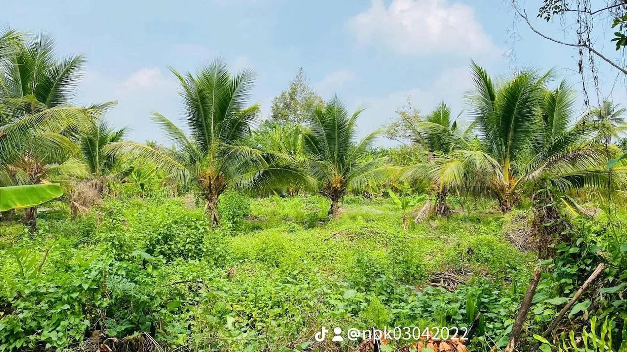 Đất vườn xã Thành Triệu, huyện Châu Thành, Bến Tre 1965m² - Giá chỉ 2 tỷ!