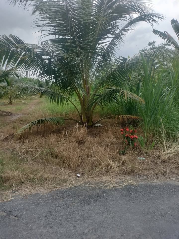 Đất nền An Định 1, An Ngãi Trung, Ba Tri, Bến Tre 600m² giá 880 triệu - Sổ đỏ chính chủ, hỗ trợ sang tên ngay!