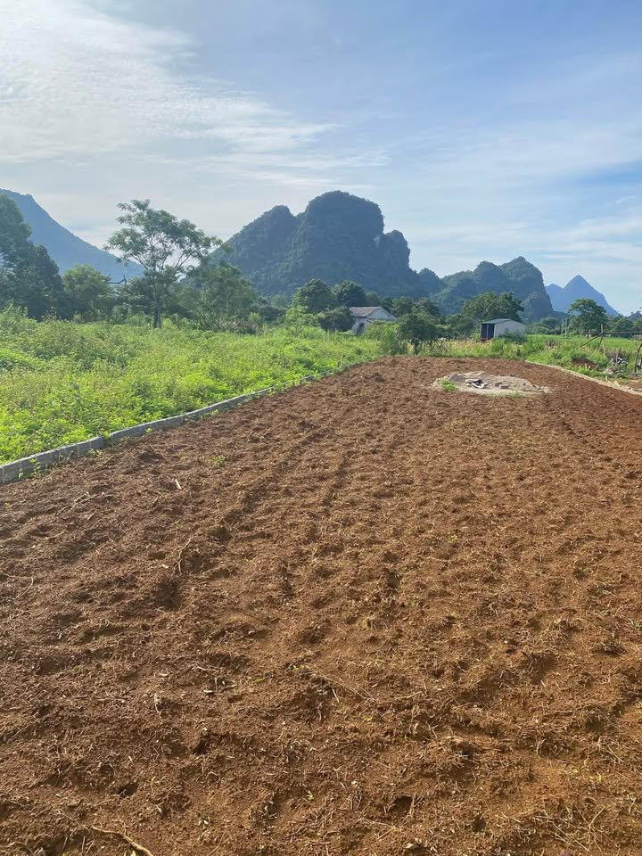 Đất nền Phong Quang Vị Xuyên 500m² giá 450 triệu - Không ngập lụt, nước quanh năm!