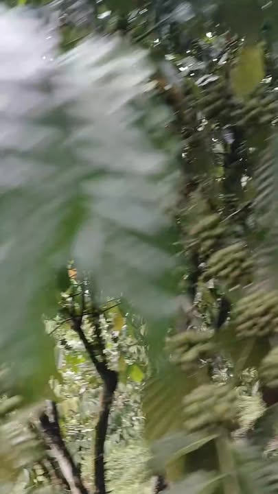 Đất Lộc Bắc Bảo Lâm 16.000m² chỉ 400 triệu - Cơ hội đầu tư tuyệt vời!