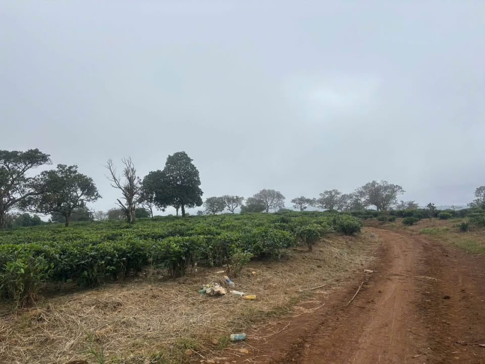 Đất nền 1ha Lộc Bắc Bảo Lâm giá chỉ 1.9 tỷ - Cơ hội đầu tư không thể bỏ qua!