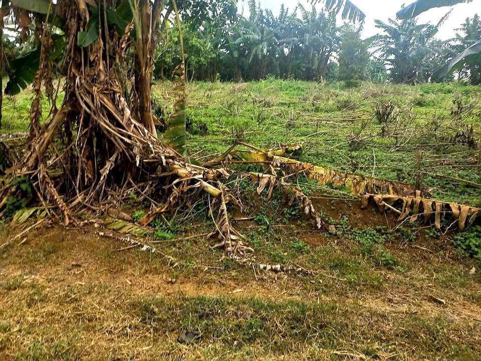 Đất thổ cư thôn 9, Đinh Trang Hòa, Di Linh 945m² giá 1.3 tỷ - Sẵn sàng xây dựng nhà vườn!