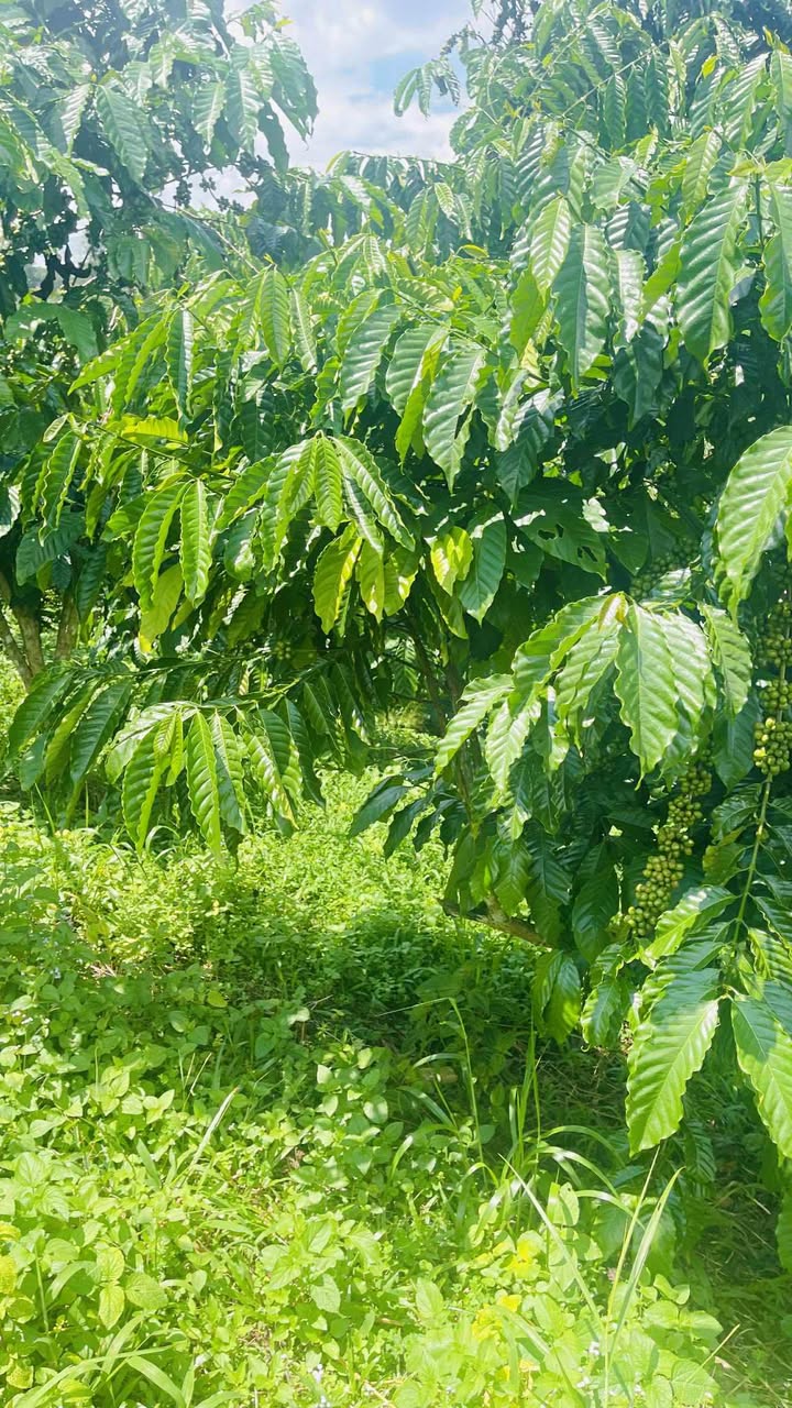 Đất nền Bảo Lâm 6000m² giá 1.95 tỷ - Pháp lý rõ ràng, thương lượng nhẹ!