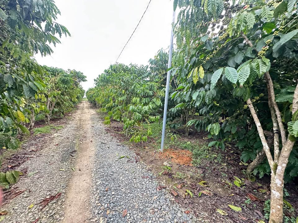 Đất thổ cư Tân Lạc 716m² giá 1.15 tỷ - View cực đẹp, giao thông thuận tiện!